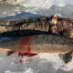 Америкалик эркак 130 ёшли улкан осетр балиғини овлади (фото)