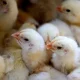Нидерландияда парранда гриппи аниқланди. Энди 120 минг товуқ йўқ қилинади
