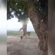 Namanganda voyaga yetmaganlar tovuqlarga zarar yetkazgan itni daraxtga osib qo‘ydi