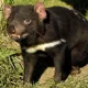 Tasmaniya iblislari uch ming yil ichida birinchi marotaba Avstraliya yovvoyi tabiatiga qo‘yib yuborildi (video)