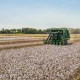 Хитой Сурхондарёда 95 млн долларлик пахта лойиҳасига сармоя киритади