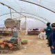 Самарқандда олтинфурушлар қўлга олинди
