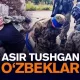 Украинада асир тушган ўзбеклар: бири мигрант, иккинчиси талаба (видео)