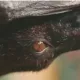 Коронавирусларнинг манбаи кўпинча кўршапалаклар бўлган. Нега?