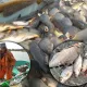 Балиқ ови ишқибозлари учун