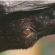 Коронавирусларнинг манбаи кўпинча кўршапалаклар бўлган. Нега?