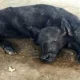 Ажабо!!! Покистонда икки бошли бузоқча дунёга келди! (видео)