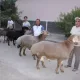 Namanganda salkam 200 kiloli qo‘chqorlar boqilmoqda (foto)