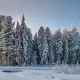 Муҳожирликда Сибир ўрмонларида қорга кўмиб кетилган бухоролик аёл ҳикояси