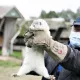 Данияда коронавируснинг мутация қилган тури сабабли миллионлаб норкалар йўқ қилинади