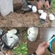 ДХХ гиёҳванд моддалар савдосига қарши тадбирлар ўтказди (фото)