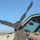 Dubay amirining o‘g‘li O‘zbekistonda lochin bilan ov qildi (video)