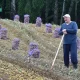 Aleksandr Lukashenko qarorgohidagi polizda yetishtirilgan kartoshkaning yarmini OMONga berdi