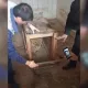 Samarqandda ushlangan sher bolasi Toshkent hayvonot bog‘iga topshirildi