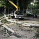 "Дарахт кесиш томошаси" ҳокимга нега керак бўлиб қолди?