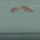 Oyga parvoz qilgan Orion fazoviy kemasi Tinch okeaniga qo‘ndi (video)