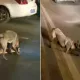 Xitoyda Qora pantera laqabli it mashina urib yuborgan mushukni sudrab, yo‘l chetiga olib o‘tdi