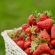 Қулупнайнинг сиз билмаган 10 та фойдали хусусияти