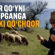Йўқолган қўйни топганга икки қўчқор (Ҳаётий ҳикоя)