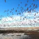 Қорақалпоғистонда «Судочье-Акпетки» кластер буюртма қўриқхонаси ташкил қилинади