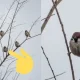 Daraxt shoxida xuddi Van Damm kabi o‘tirgan chumchuq internetda mashhurlikka erishdi