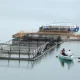 Кластер туфайли балиқчилик аграр усулдан саноат усулига ўтмоқда
