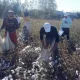 Одамларни пахтага мажбуран чиқарган ҳоким жазоланди