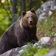 Италияда одам ўлдирган айиқ судланмоқда