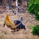 Hindistonda ona ayiq bolasini yoʻlbarsdan himoya qildi (video)