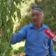 Samarqandda giyohvand o‘simliklar yetishtiriladigan «plantatsiya» fosh etildi