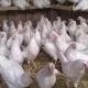 Tadbirkorlik faoliyatini yo‘lga qo‘yish uchun…