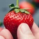 Кимларга қулупнай истеъмол қилиш мумкин эмас?