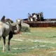 Оролдаги орол: дунёдаги энг қаттол биоқуроллар полигони (видео)