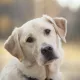 Texasda labrador zotli it oʻz hayoti evaziga uch kishining jonini saqlab qoldi