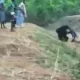 Ayiq bilan selfiga tushmoqchi bo‘lgan taksi haydovchisi halok bo‘ldi (video)