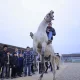 Наманганда халқаро кўргазма: қиймати хонадонга тенг отлар, 200 килоли қўйлар ва осмонга учирилган кабутарлар (фото, видео)