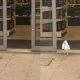 Англияда балиқчи қуш супермаркетга ўғриликка тушди (видео)