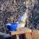 Ачиган нокларни еб кайфи ошиб қолган олмахон (Видео)