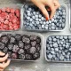 Қишга тайёргарлик: қулупнай, гилос ва бошқа резавор меваларни қандай музлатиш керак?