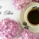 Cafe de Fleur kafesida Beeline Wi-Fi xizmati ishga tushirildi