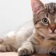 Мушукларнинг сирли қудрати: ҳақиқатми ёки хаёл?