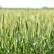 O‘zbekistonda agroklasterlar bo‘yicha qonunchilikni takomillashtirishga zarurat bor