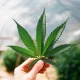 Kannabis yetishtirishga nima uchun ruxsat berildi?