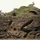Baʼzi narsalarning ajoyib ichki koʻrinishlari (foto)