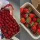 Qulupnay mavsumi: Ushbu meva nimasi bilan foydali?