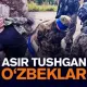 Украинада асир тушган ўзбеклар: бири мигрант, иккинчиси талаба (видео)