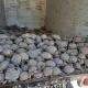 Қашқадарёда 700га яқин Ўрта Осиё чўл тошбақасини олиб кетаётган браконьерлар ушланди
