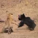 Hindistonda yo‘lbars va ayiqning shafqatsiz kurashi videoga olindi (Video)