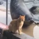 Тюлень трюклари билан мушукни ўзига ром этишга уринди. Бироқ ... (видео)