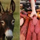 55 та эшакнинг гўшти қаерга гумдон бўлди?